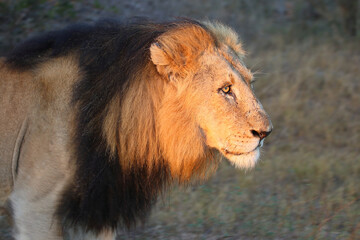 Afrikanischer Löwe / African lion / Panthera leo.
