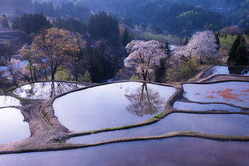 新潟県十日町市儀明の棚田の夕焼けと桜2
