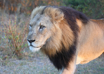 Afrikanischer Löwe / African lion / Panthera leo.