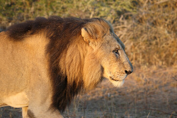 Afrikanischer Löwe / African lion / Panthera leo.