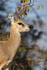 Klippspringer / Klipspringer / Oreotragus oreotragus