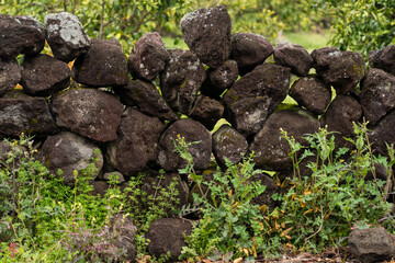 Many basalt stone walls on Jeju Island in South Korea