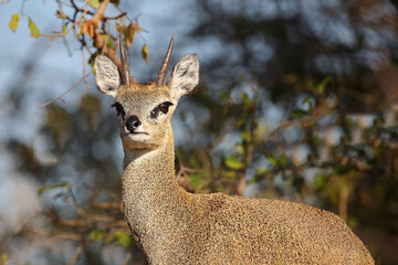 Klippspringer / Klipspringer / Oreotragus oreotragus