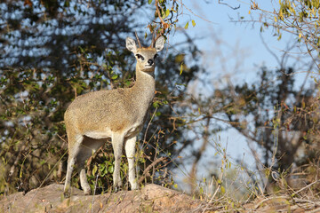Klippspringer / Klipspringer / Oreotragus oreotragus