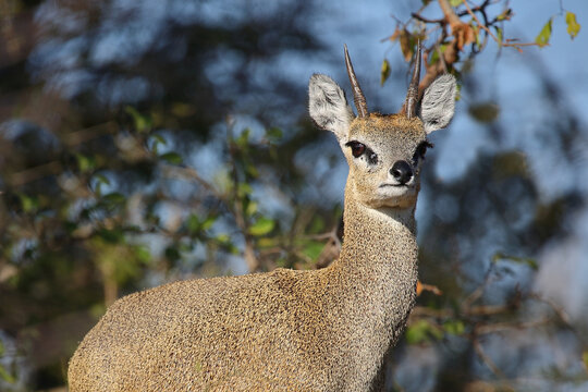 Klippspringer / Klipspringer / Oreotragus oreotragus