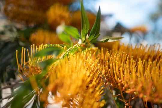Mostly blurred brush-like yellow flower. Australian silky-oak or silver oak