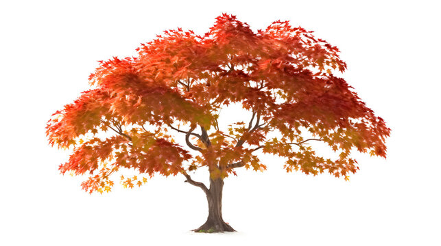 Maple tree isolated, transparent background png Generative AI