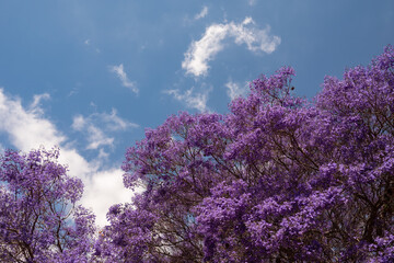 Mostly blurred purple tree on blue sky background. Flowers of blue Jacaranda