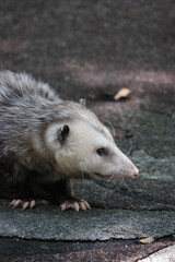 Opossum