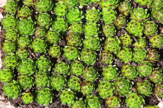 rojnik rojniczek rojownik jovibarba sempervium