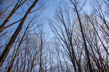 Tall winter trees reaching up to the sky
