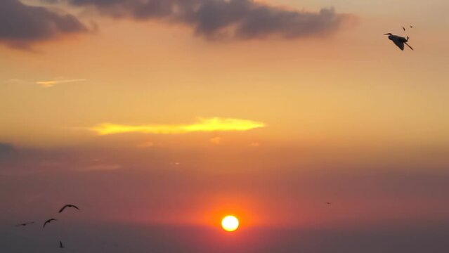 Slow motion beautiful sunset with flying birds seagulls during sunset.