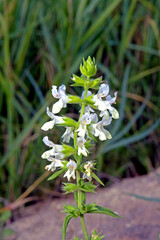 Stáchys récta or Chistets straight with white flowers
