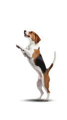 Beagle on a transparent background.