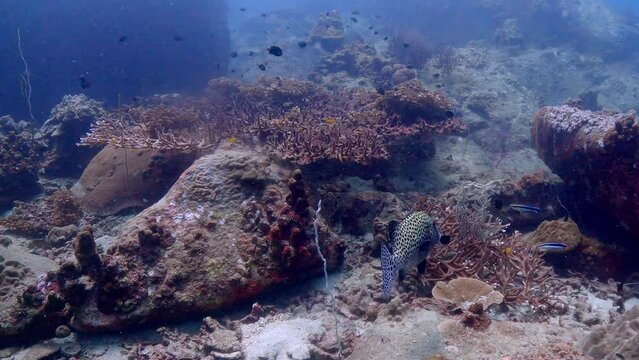 Under water film from tropical waters of Thailand - balck spotted tropical fish swimming amongst ocean floor corals