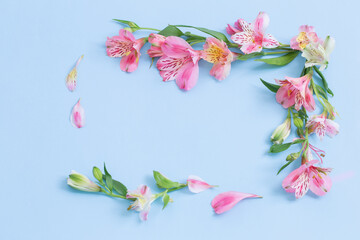 alstroemeria flowers on blue ackground