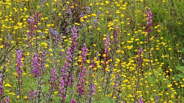 When seasonal conditions are exceptional, an explosion of native spring wildflowers bloom abundantly in the Santa Monica Mountains.