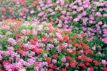 Background with beautiful ivy geranium flowers