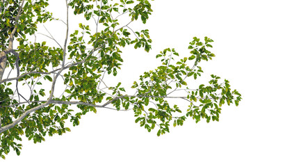 green leaves png image _ plant image _ tree image _ decorated tree image _ green leaves in isolated white back ground 