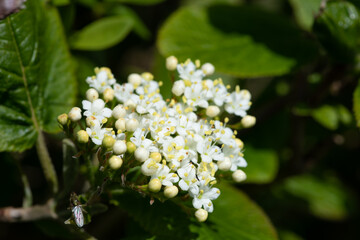 Close up of wayfaring viburnum (viburnum lantana) flowers in bloom