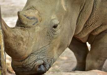 The sad eyes of a rhinoceros in the zoo. big wild animal concept mammals africa