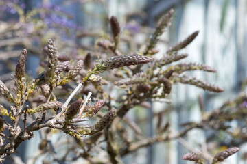 Chinese wisteria (wisteria sinensis) buds emerging into bloom
