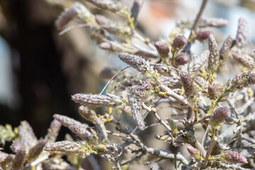 Chinese wisteria (wisteria sinensis) buds emerging into bloom