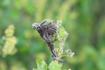 Brown tail caterpillars (Euproctis chrysorrhoea) appearing from winter nest. Important pests of many trees and shrubs including fruit trees.