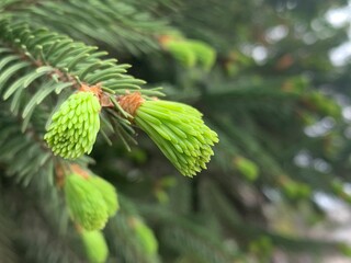 A green wonder of nature