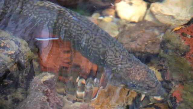 Brook trout from Nishibetsu River, East Hokkaido