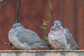 pigeon on the tree