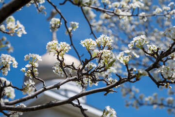 Beautiful spring tree blossom with bright blue sky and church building on sunny day. Spring time concept