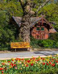 Naklejka premium gelbe und lila Tulpen in einem Beet im Park, Berlin, Deutschland