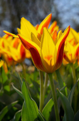 Fototapeta premium Tulip flowers. Soft selective focus, tulips close up. Fresh spring flowers in the garden
