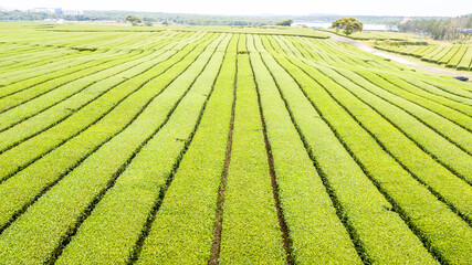 green tea field