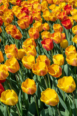 Bunch of spring blooming yellow, pink and red tulips, first flowers background. Selective focus bright color flowers. 