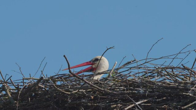 Slow motion footage of a baby stork in the nest on the village house roof at the Cigoc village, Lonjsko polje Nature Park, Croatia