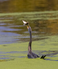 Oriental darter (Anhinga melanogaster) or snake bird fishing in river.