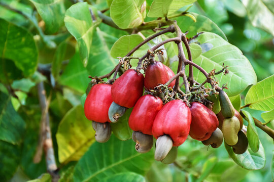 Bunch of ripe and raw cashew apple hanging on cashew tree branch, soft and selective focus.