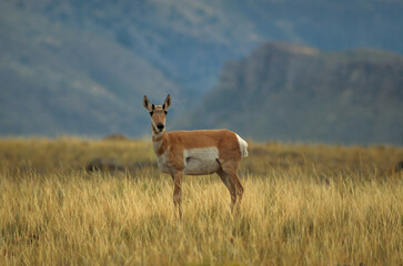 Naklejka na ściany i meble Antilope d' Amerique, antilocapra americana, Parc national du Yellowstone, USA