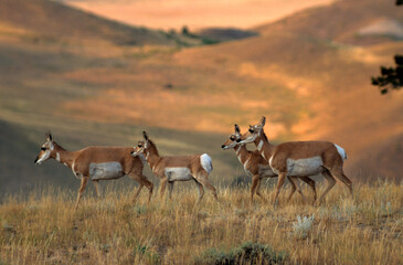 Naklejka na ściany i meble Antilope d' Amerique, antilocapra americana, Parc national du Yellowstone, USA