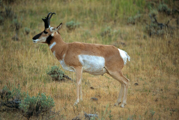 Antilope d' Amerique, antilocapra americana, Parc national du  Yellowstone, USA
