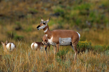 Antilope d' Amerique, antilocapra americana, Parc national du  Yellowstone, USA