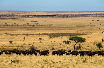Buffle d'afrique, syncerus caffer, Parc national de Masai Mara, Kenya