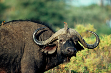 Buffle d'afrique, syncerus caffer, Piqueboeuf à bec rouge,.Buphagus erythrorynchus, Red billed Oxpecker, Tanzanie