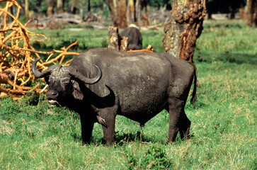 Buffle d'afrique, syncerus caffer, Parc national de Masai Mara, Kenya