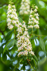 Branches of blooming  chestnut, beutiful candles of chestnuts - 599904167
