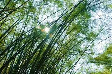 Naklejka premium bamboo tree tunnel at Wat Chulabhorn Wanaram travel location in Thailand