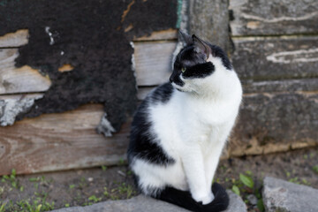 Portrait of domestic cat against the background of an old wall