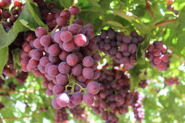 table grapes from export variety flame